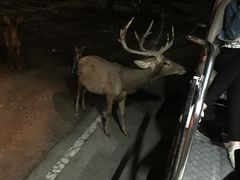 -清迈夜间动物园