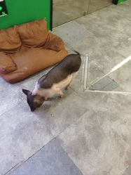 -神奇动物撸宠馆·羊驼·小浣熊·异宠(豫园店)