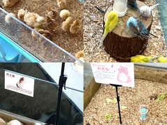 -怪兽屋·羊驼·猫咖·狗咖(俊华广场店)