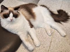 -飞行喵MR PILOT|猫舍·猫咖(静安大融城店)