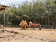 -东莞香市动物园
