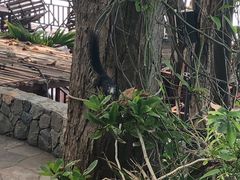 -卷心菜和避孕套餐厅(Pattaya)