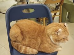 -平行世界·猫咖(首经贸店)