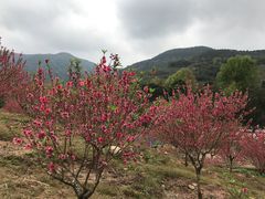 -广州市石门国家森林公园