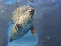 -上海海洋水族馆