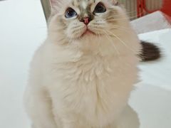 -三花喵·撸猫购宠·宠物生活馆(虹桥南丰城店)