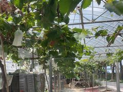 -马陆小张葡萄园农家乐