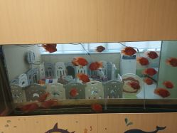 -杭州贝瑞斯美华妇儿医院·早孕·产检·儿科