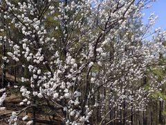 -帽儿山国家森林公园