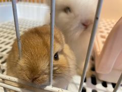 -猫猫幼稚园·撸猫·桌游·电玩