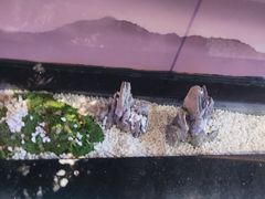 -马家斑.鲜鱼火锅(松湖万科店)