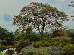-中国科学院西双版纳热带植物园