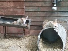 -清迈夜间动物园