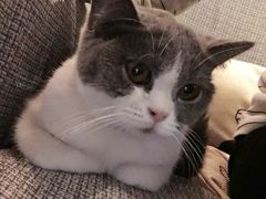 -吉丁鸟咖·异宠·寄养