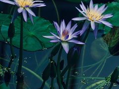 -国家植物园南园