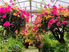 -呀路古热带植物园