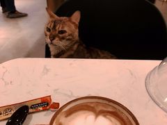 -飞行喵MR PILOT|猫舍·猫咖(静安大融城店)