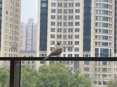 -TOMATITO(无限极荟店)