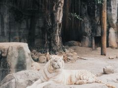 -灵玲国际马戏城
