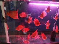 -中环花鸟鱼虫市场