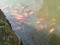 -东湖落雁景区
