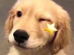 -安安宠医·安宠宠物医院