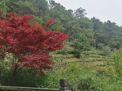 -九龙潭景区
