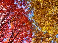 -叠溪松坪沟景区