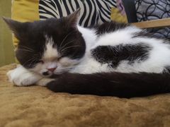 -万小咖.猫咖(中山路天虹店)