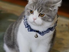 -喜多萌中农锦绣动物医院24H·猫科·牙科MRI·CT