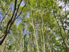 -昆山城市生态森林公园