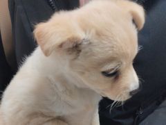 -A猫a狗全科·犬猫异宠·芥西宠物医院(南开总院)