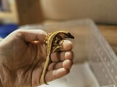 -酷以爬仙阁实体爬宠店·守宫·蜥蜴·专业繁育