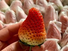 -西郊国际农产品交易中心