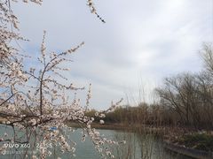 -大兴滨河森林公园
