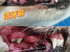 -芭比堂宠物医院·全科爱猫医院·仁德分院