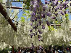 -嘉定紫藤园