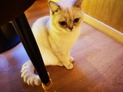 -猫腻·猫咖·撸猫馆(星光大道店)