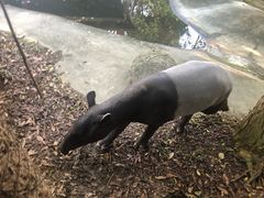 -清迈夜间动物园