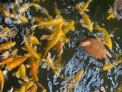 -南宫五洲植物乐园