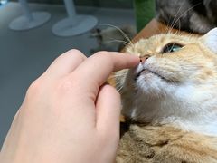 -Cappucimeow猫咪咖啡馆(韦伯时代店)