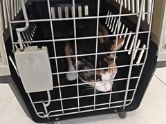-艾吉宠物医院·疑难杂症转诊中心·猫友好(碧江路院)