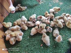 -海南热带野生动植物园