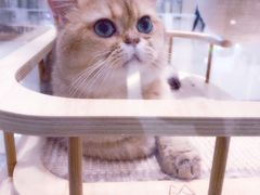 -momokira米努特·德文卷毛猫·棉花面纱犬