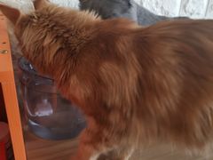 -平行世界·猫咖(首经贸店)