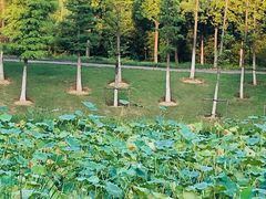 -四里河滨水生态公园