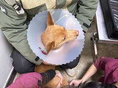 -美联众合动物医院·24h转诊中心
