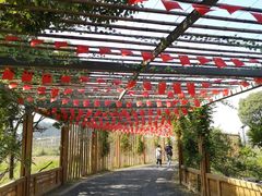 -田园东方蜜桃村的田野营地