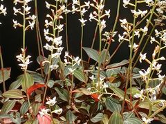 -北京植物园-展览温室