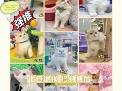 -糯米喵星人总部直营旗舰店·猫舍·幼猫出售